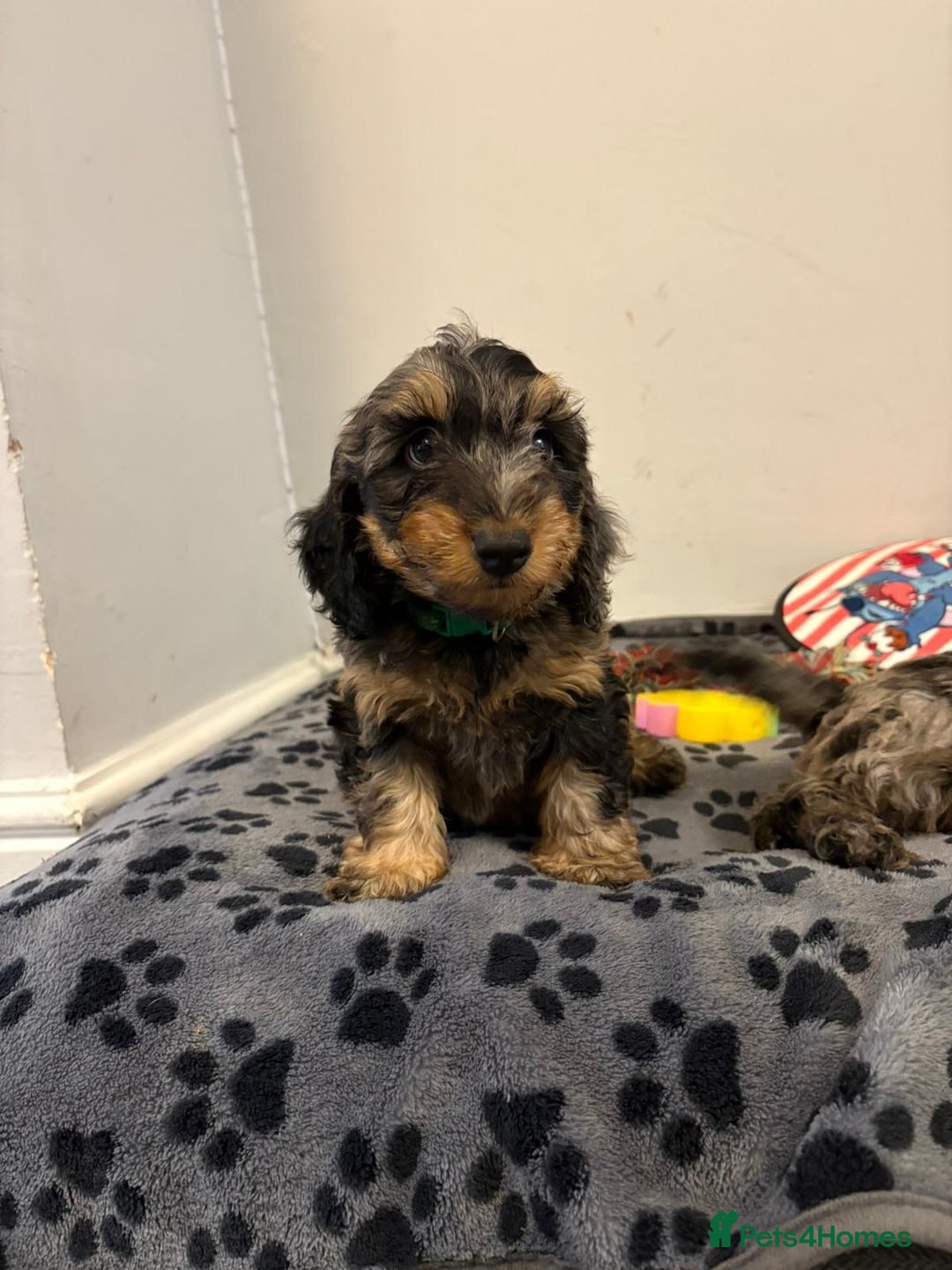 Mixed Breed dogs for sale: dixie pop puppies for sale - Image 5