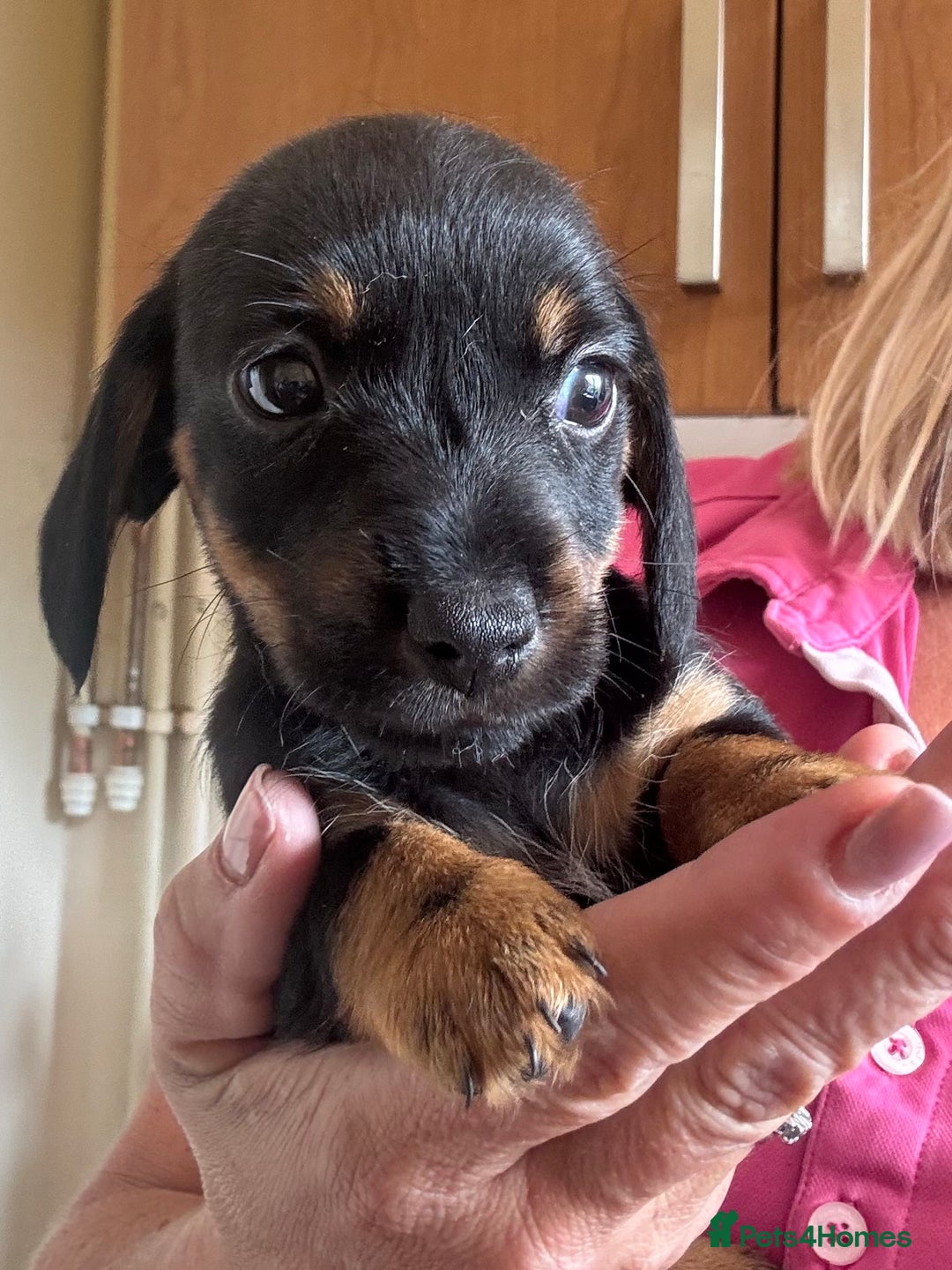 Mixed Breed dogs for sale: Norfolk Sausages Mini Dachshund x Norfolk terrier  - Image 8