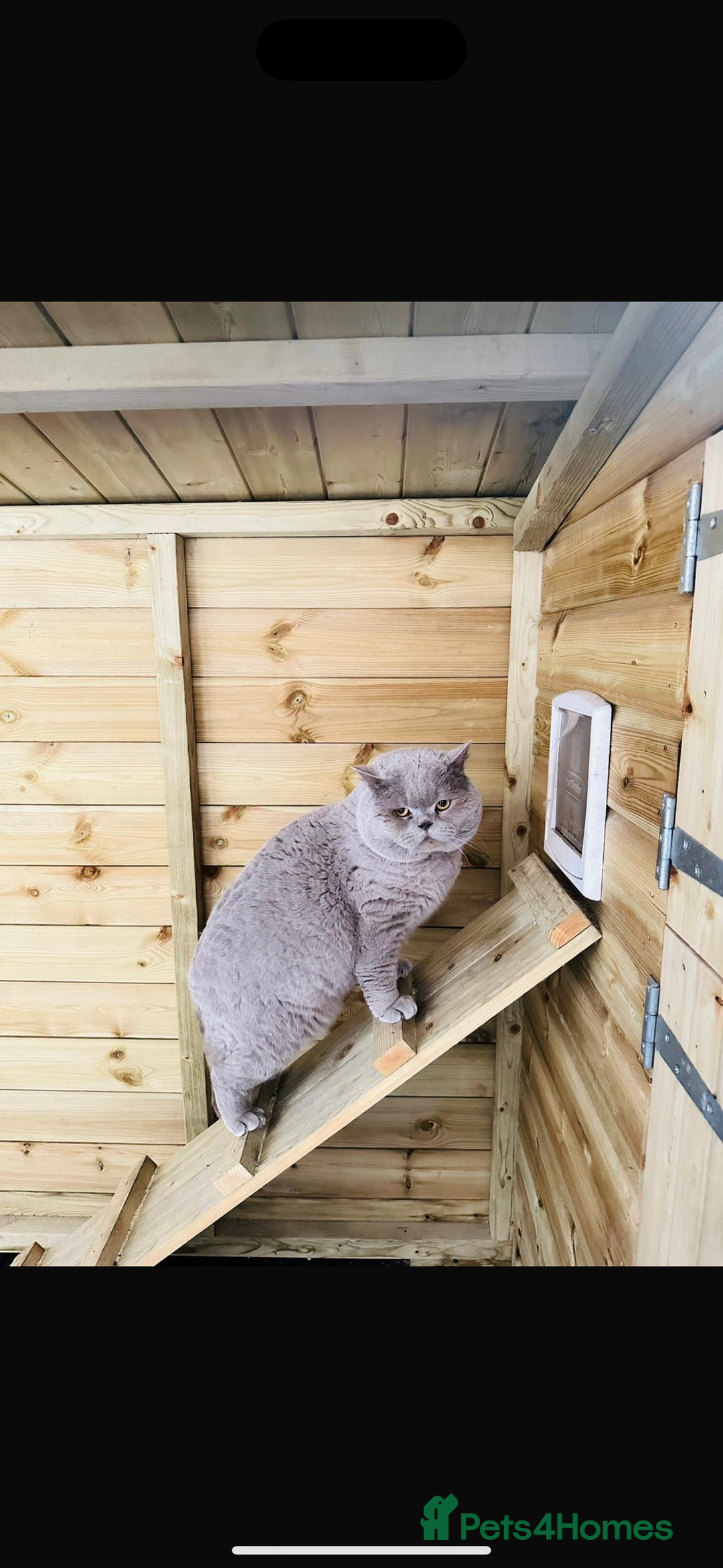 British Shorthair cats for sale: 🐻 STUNNING GIRL GCCF REGISTERED REDUCED LAST 1 🐻 - Image 34