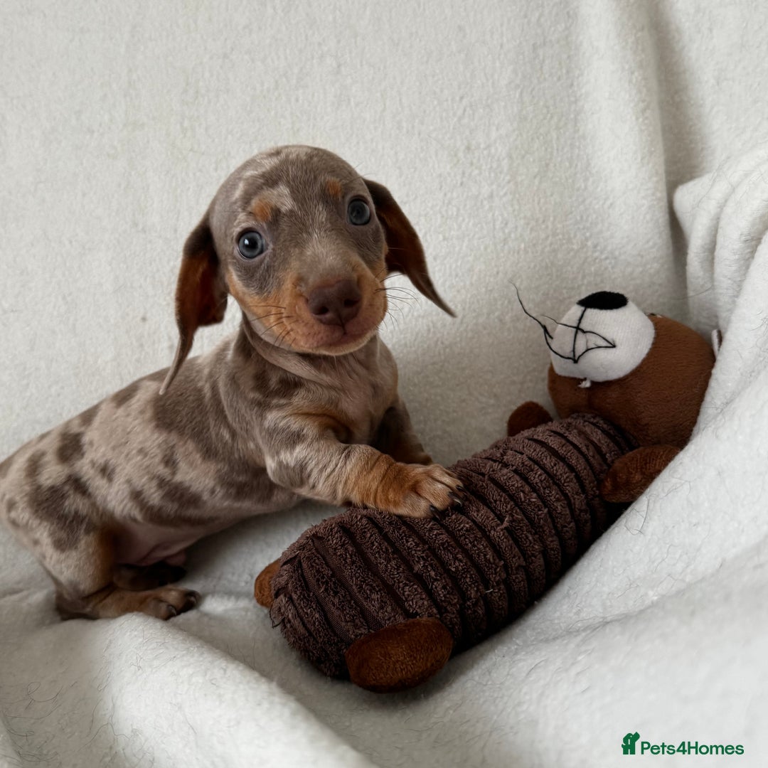 Dachshund dogs for sale: Mini smooth coat dachshunds  - Advert 9