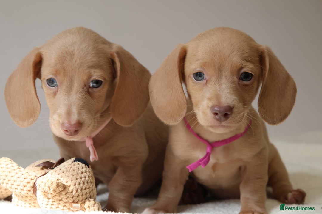 Miniature Dachshund dogs for sale: 🌟5StarsLicense+Holistic+KC+VetCheck+PRAClear - Image 29