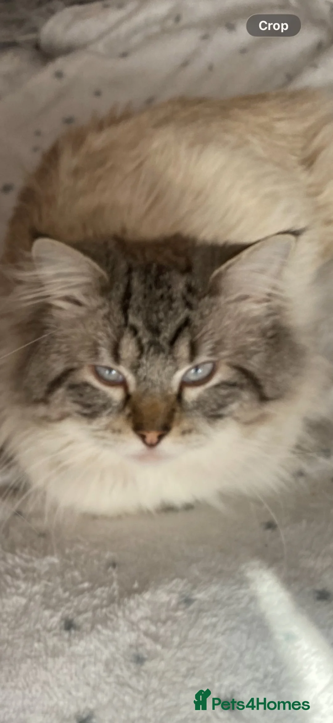 Ragdoll cats for sale: Rag doll kittens  - Advert 7