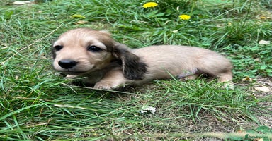 Miniature Dachshund dogs - Advert 6