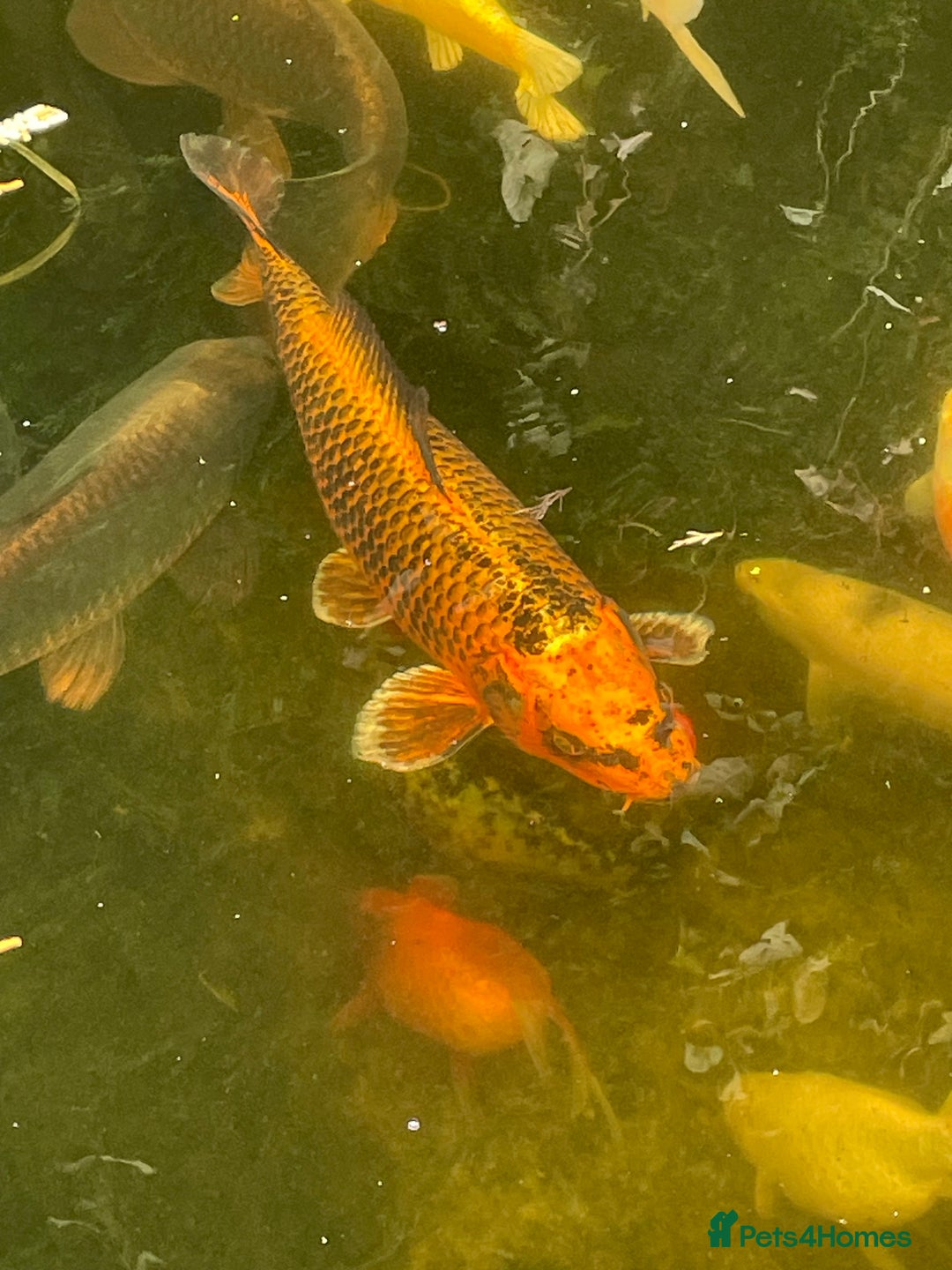 Koi Carp fish for sale: Koi Carp for Sale (rehoming due to baby and dog)  - Advert 13