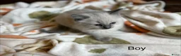 Ragdoll cats for sale: Beautiful Ragdoll Kittens for sale (REDUCED) - Advert 5