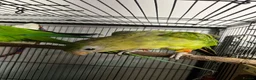 Parrots birds for sale: Superb parrot pair male and female  in Luton - Advert 5