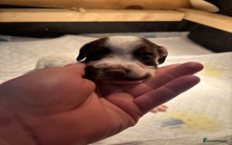 English Springer Spaniel dogs for sale: 7 springer spaniel puppies. Both parents working - Advert 8