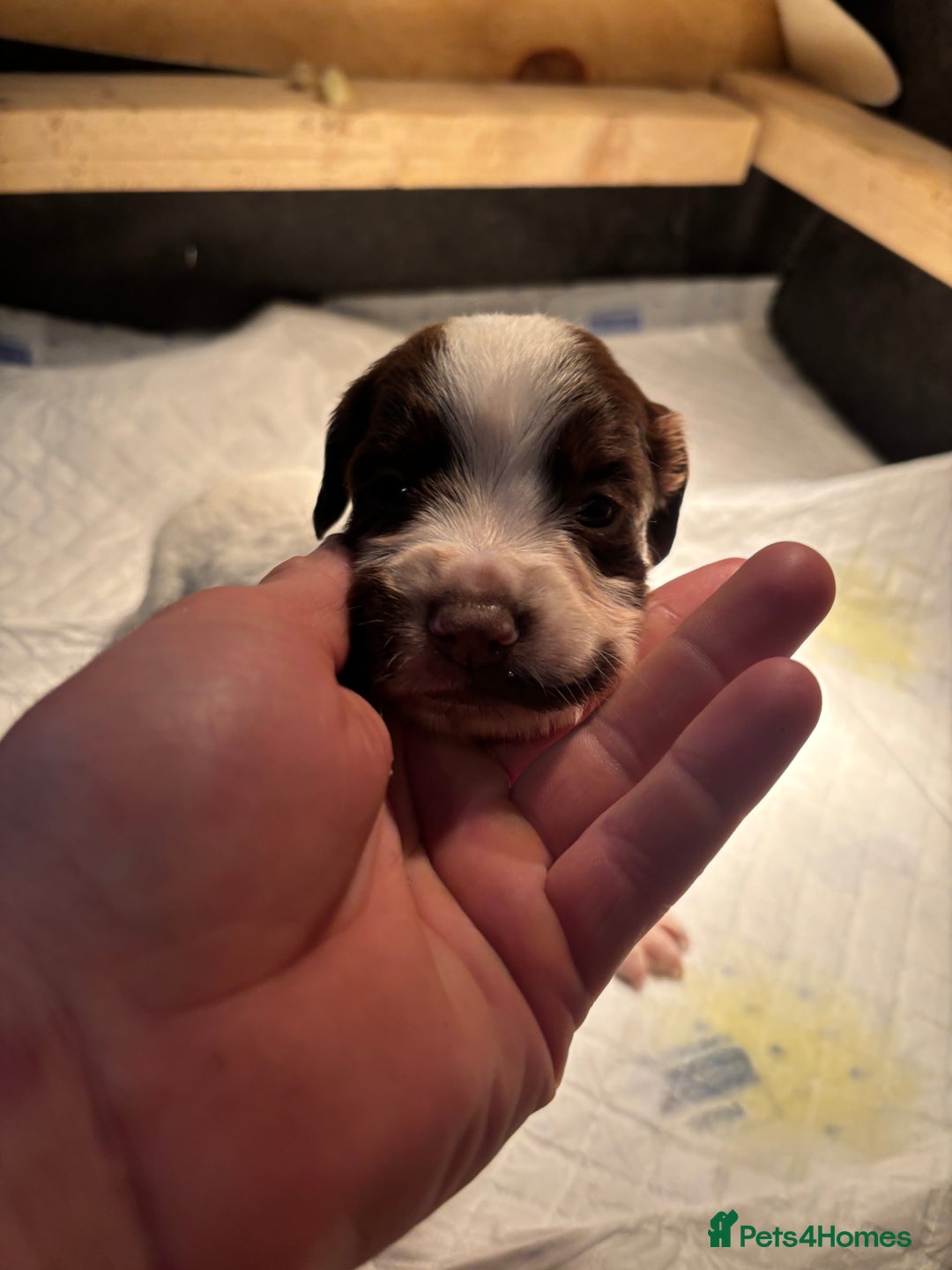 English Springer Spaniel dogs for sale: 7 springer spaniel puppies. Both parents working - Advert 8