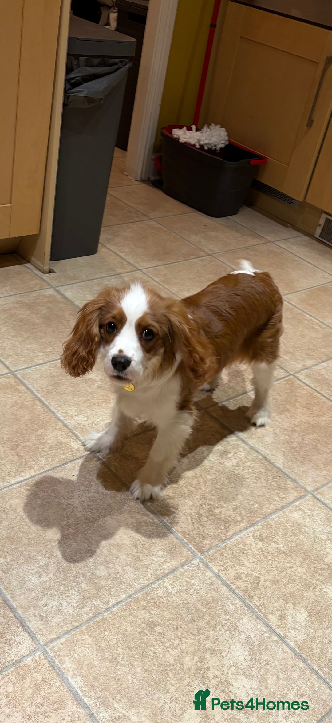 Cavalier King Charles Spaniel dogs for sale: Beautiful KC registered Blenheim Boy - Advert 2