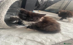 Mixed Breed cats for sale: Beautiful Kittens ready for their forever home!!  - Image 2