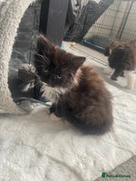 Mixed Breed cats - Advert 10