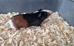 Guinea Pig rodents for sale: Baby Male Guinea Pigs  - Image 4