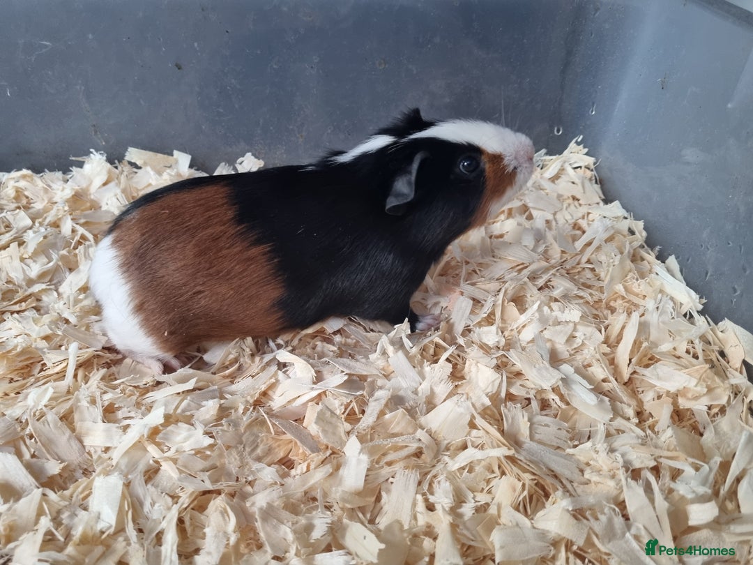 Guinea Pig rodents for sale: Baby Male Guinea Pigs  - Image 4