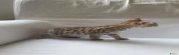Bengal cats for sale: Stunning Bengal kittens for sale - Advert 9