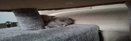 British Shorthair cats for sale: GCCF- BSH- Lilac boy and Blue girl - Advert 8