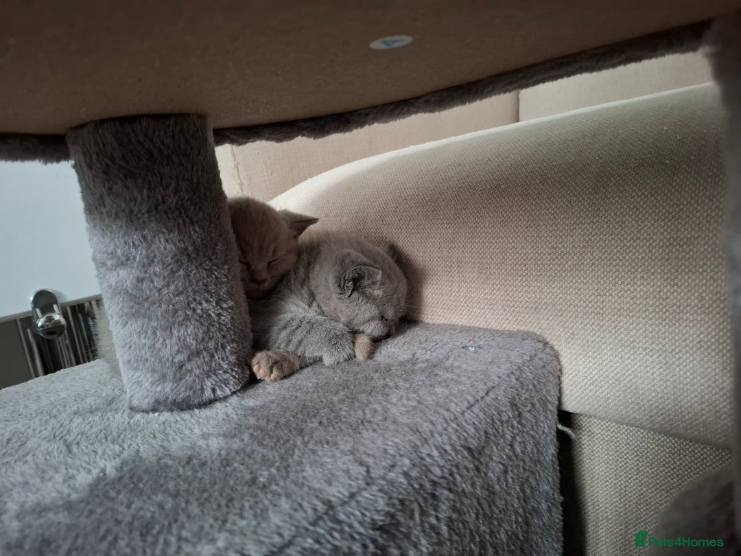 British Shorthair cats for sale: GCCF- BSH- Lilac boy and Blue girl - Advert 8