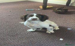 Sprocker dogs for sale: BENJI needs rehoming  - Image 5
