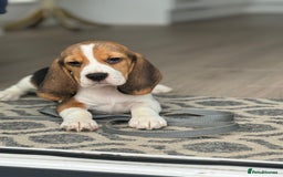 Beagle dogs for sale: STUNNING KC 5GEN TRI COLOUR BEAGLE PUP - Image 1