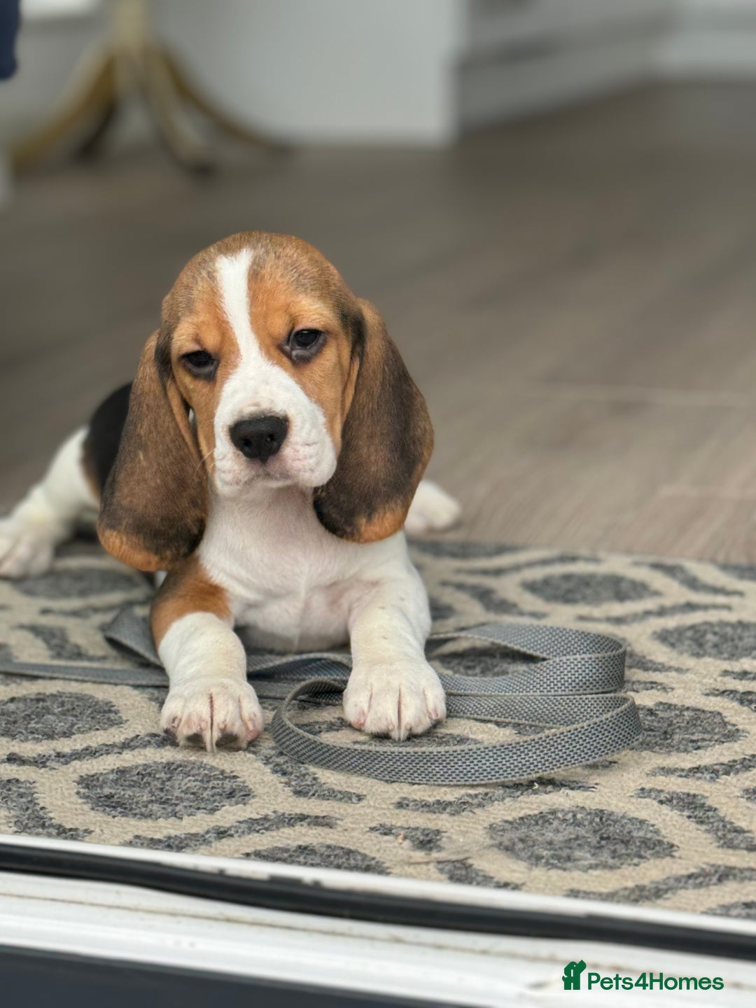 Beagle dogs for sale: STUNNING KC 5GEN TRI COLOUR BEAGLE PUP - Image 1