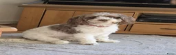 Cockapoo dogs for sale: Cockapoo Puppies for Sale in Luton - Advert 10