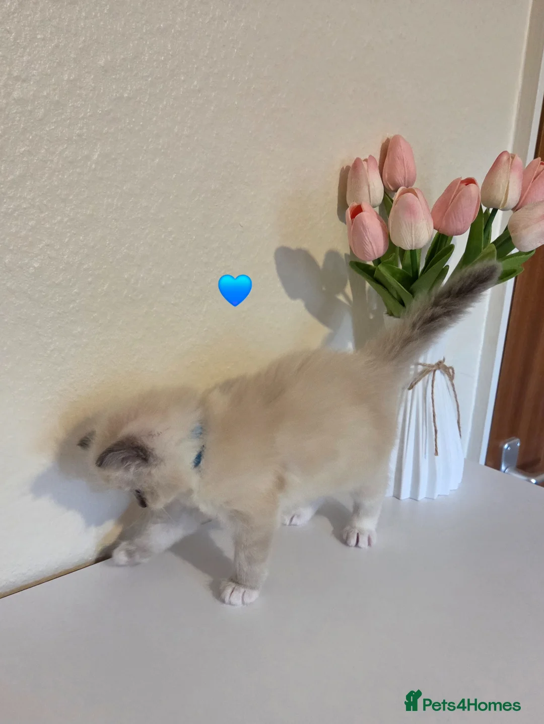 Ragdoll cats for sale: Fluffy Blue-Eyed Ragdoll Kittens - Advert 13