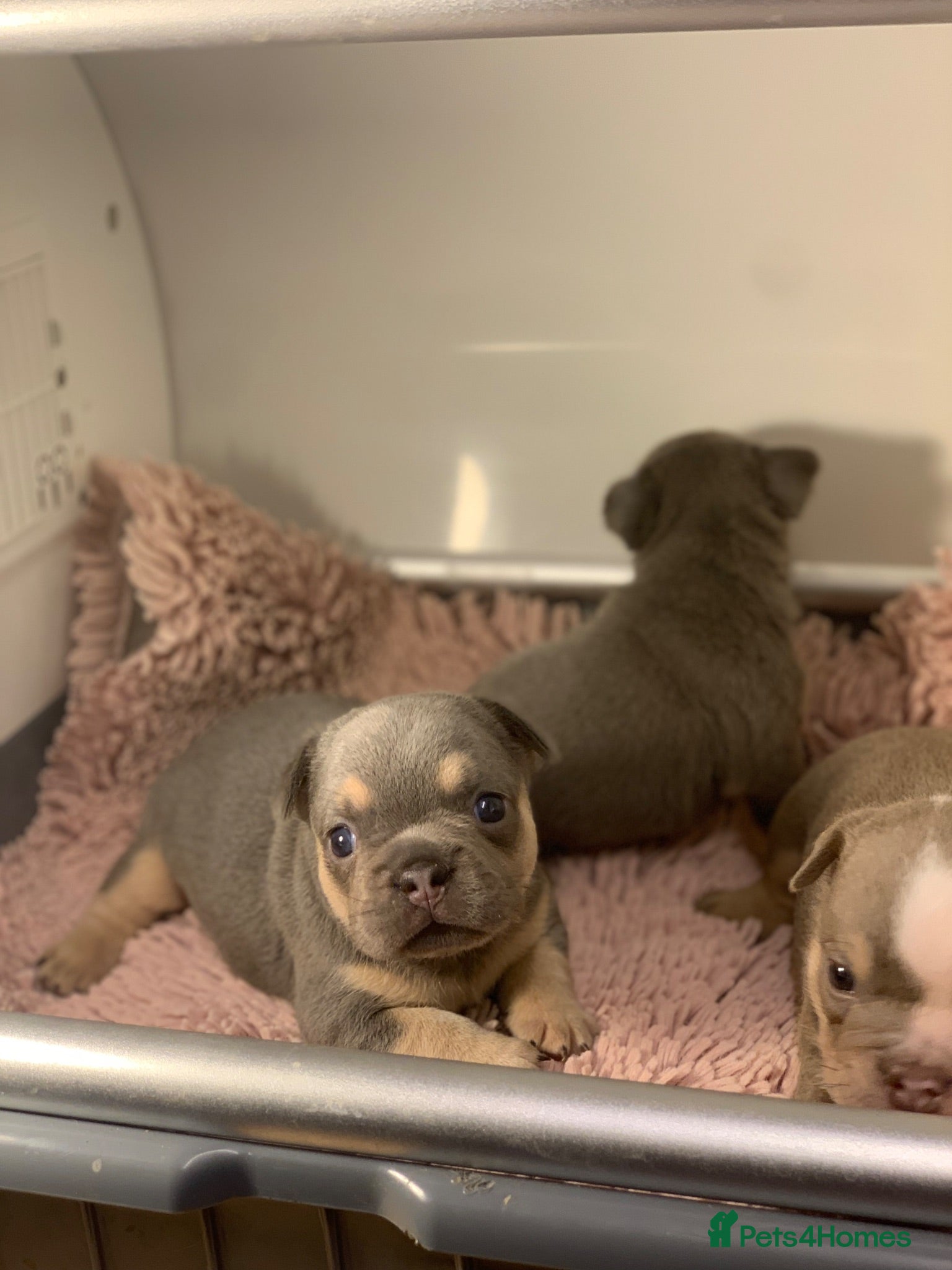 French Bulldog dogs French bulldog beauties  - Advert 1