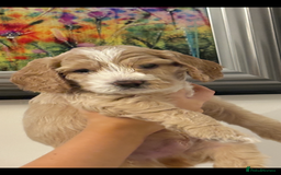 Cockapoo dogs for sale: Beautiful cockapoo pups - Image 6