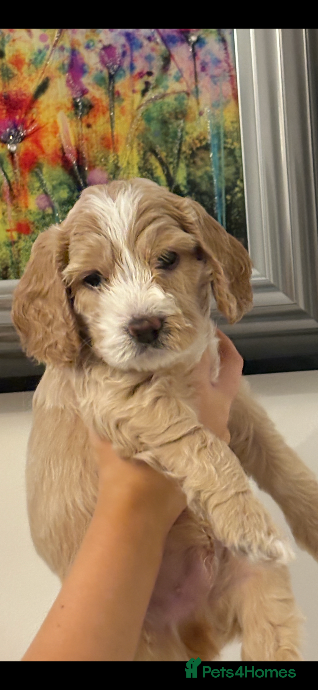 Cockapoo dogs for sale: Beautiful cockapoo pups - Image 6