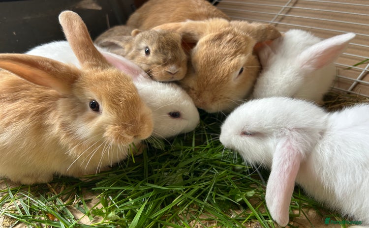 Dwarf Lop rabbits - Advert 14