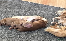 Cockapoo dogs for sale: 7 beautiful cockapoos  - Image 13
