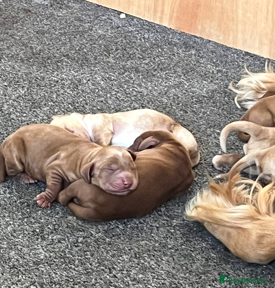 Cockapoo dogs for sale: 7 beautiful cockapoos  - Image 13