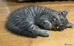 British Shorthair cats for sale: Adorable BSH kittens - Image 15