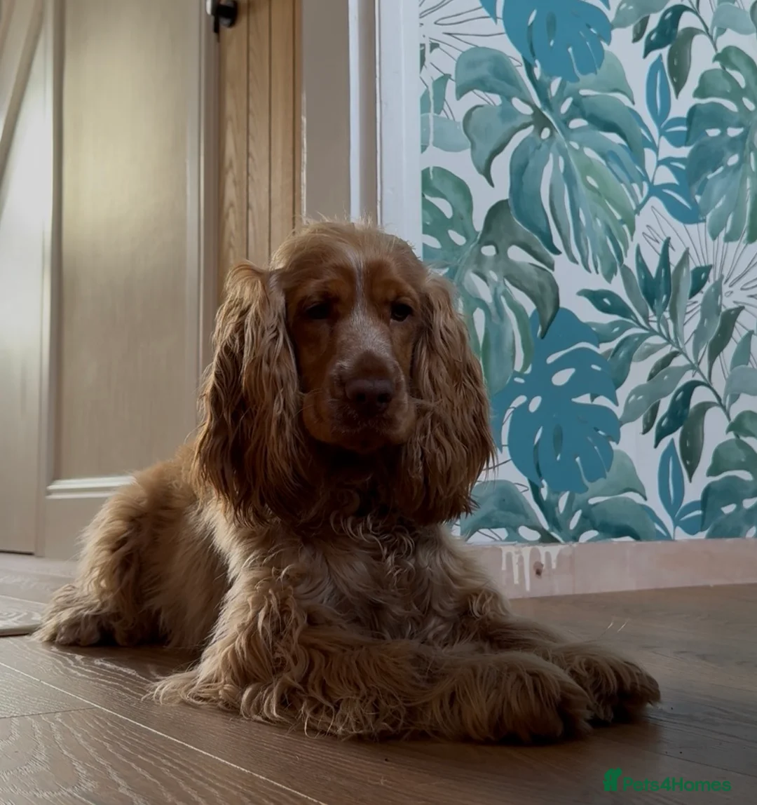 Cocker Spaniel dogs for sale: Penelope - Advert 4