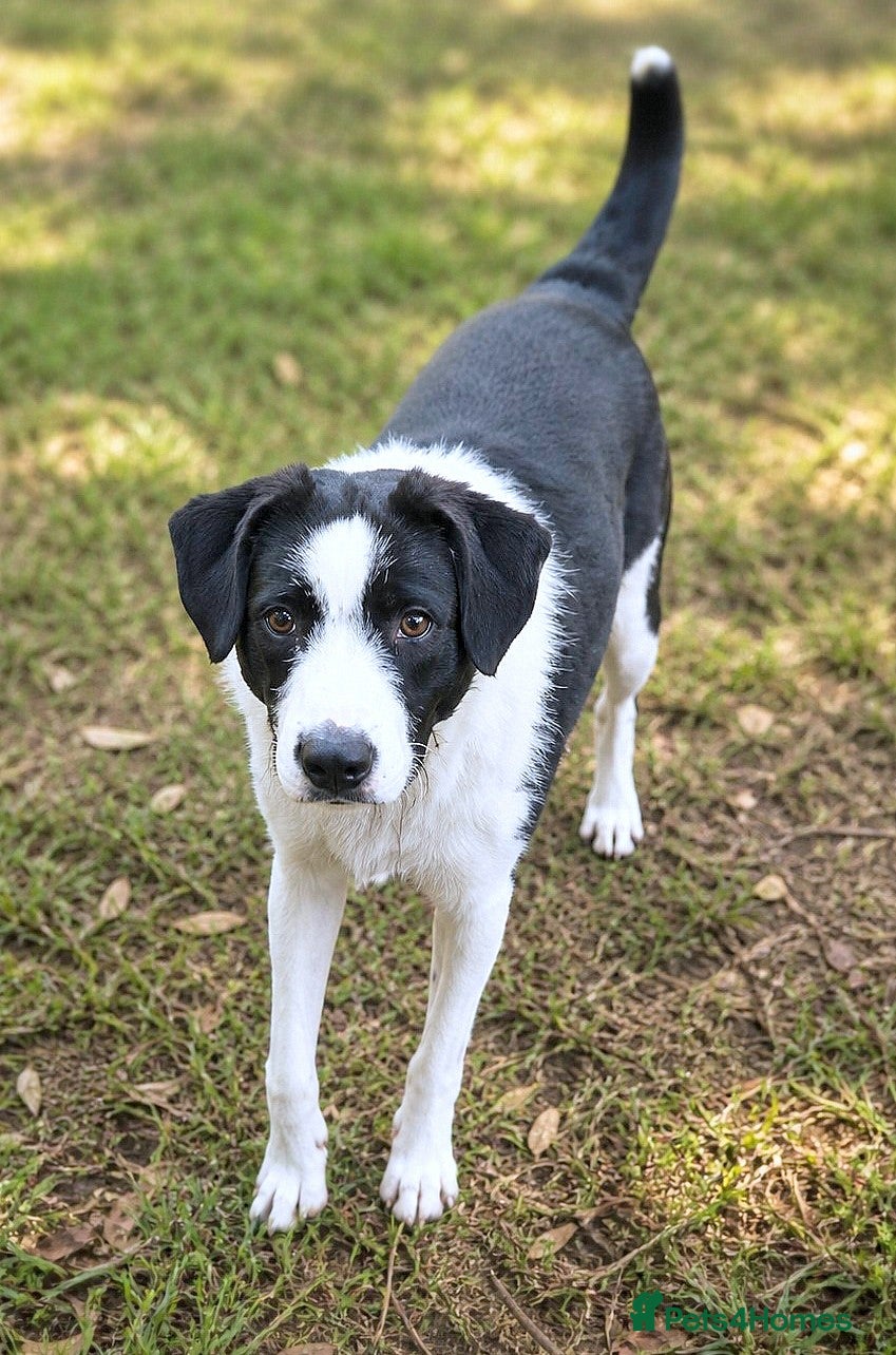 Mixed Breed dogs 🐾 Panda – a tender boy looking for love 💛 - Advert 5