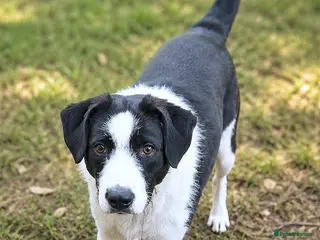 Mixed Breed dogs 🐾 Panda – a tender boy looking for love 💛 - Advert 5