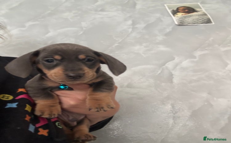 Dachshund dogs - Advert 12