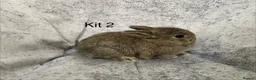 Mixed Breed rabbits for sale: Netherland Dwarf / Mini Lop rabbits in Stonehaven - Advert 6