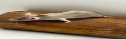 Mouse rodents for sale: Female fancy mice - ready for new homes - Advert 4