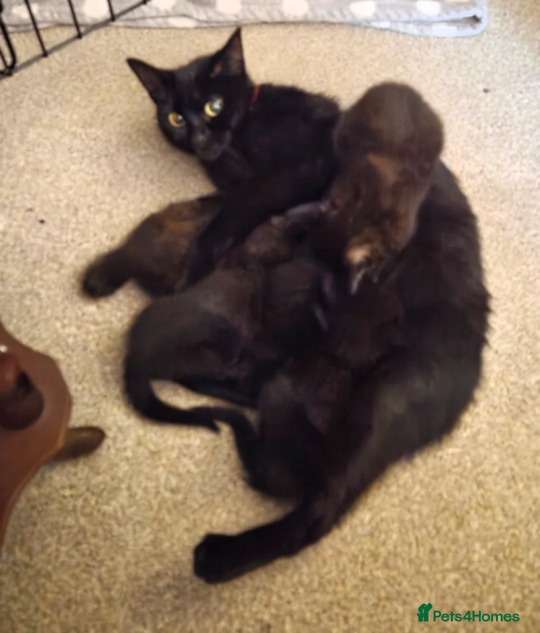 Mixed Breed cats for sale:  Beautiful Kittens Looking for Loving Homes - Advert 9