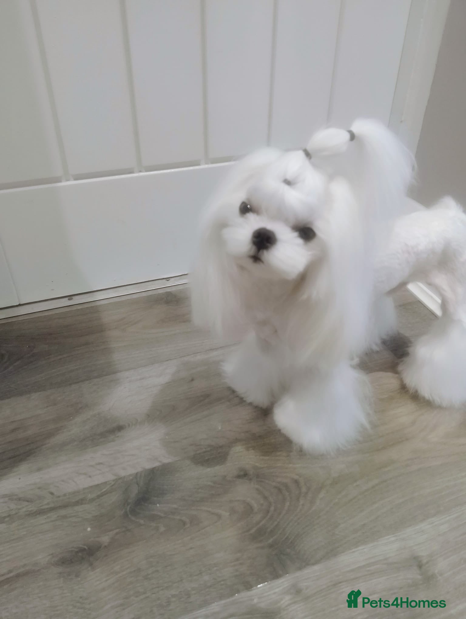 Maltese dogs 💜DNA health tested Tiny Korean Maltese boy💜 - Advert 3