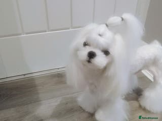 Maltese dogs 💜DNA health tested Tiny Korean Maltese boy💜 - Advert 3