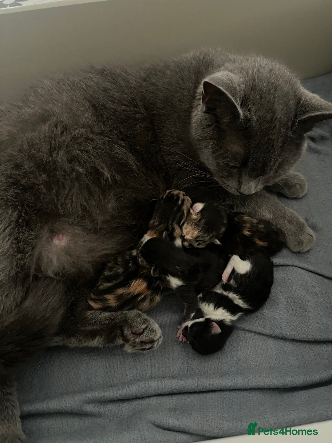 British Shorthair cats for sale: 4 Half British short hair girls  - Image 1