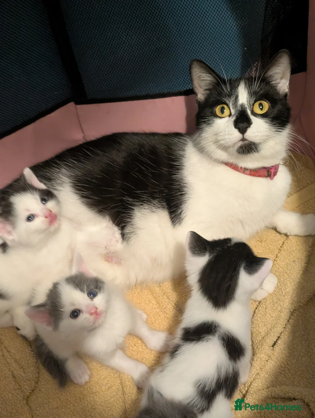 Domestic Shorthair cats for sale: Litter of kittens looking for their forever home - Advert 1