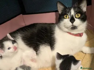 Domestic Shorthair cats Litter of kittens looking for their forever home - Advert 2