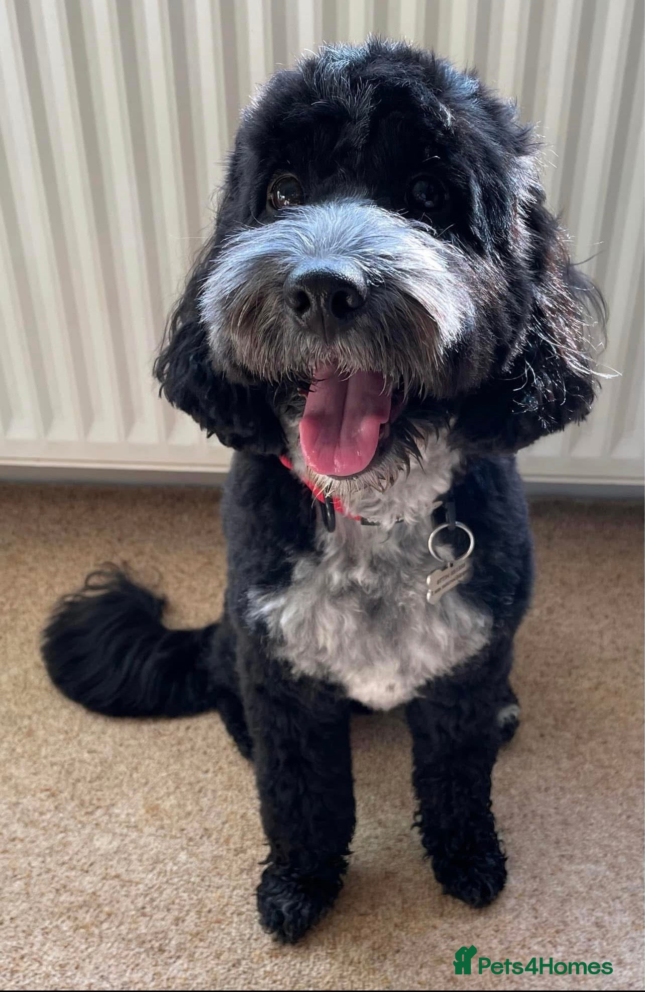 Cockapoo dogs Black and white tuxedo puppies - Advert 5