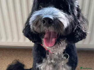 Cockapoo dogs Black and white tuxedo puppies - Advert 5