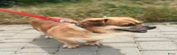 Mixed Breed dogs for adoption: 💙MAXIMILIAN💙: LOVES PEOPLE MORE THAN ANYTHING in Oxford - Advert 7