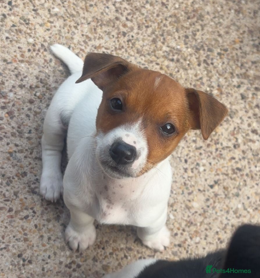 Jack Russell dogs *1 dog left* Jack Russell pups for sale  - Advert 1