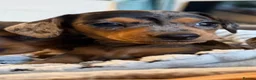 Miniature Dachshund dogs for sale: Stunning Dapple Miniature Dachshund’s  - Advert 15