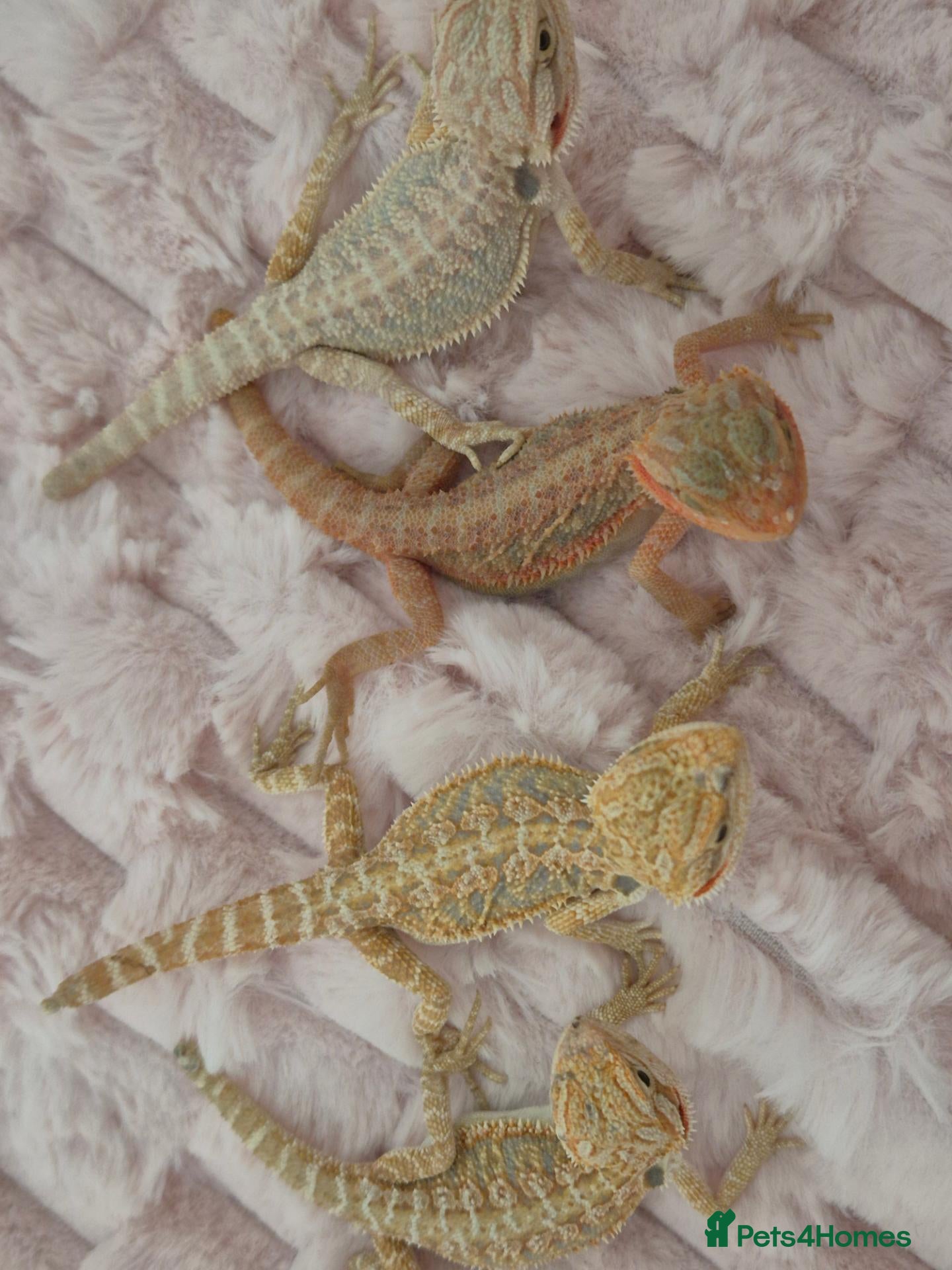 Bearded Dragon reptiles 100%Het Zero Bearded Dragon baby's  - Advert 2